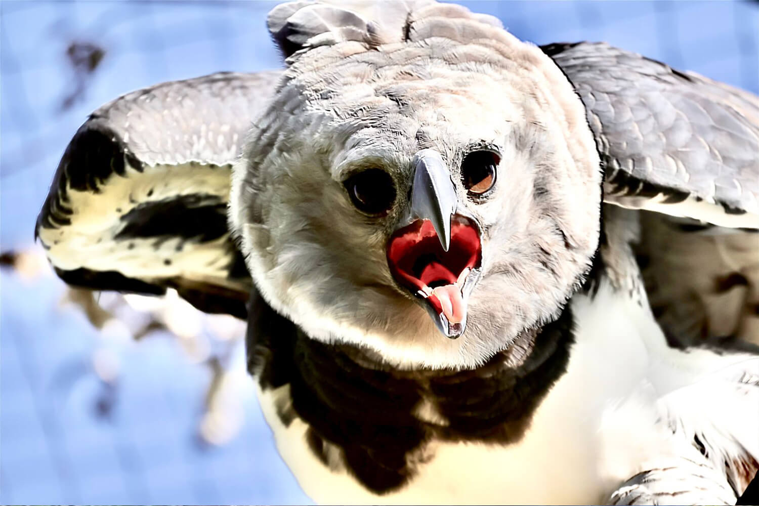 Águila harpía — estudios de biodiversidad y conservación